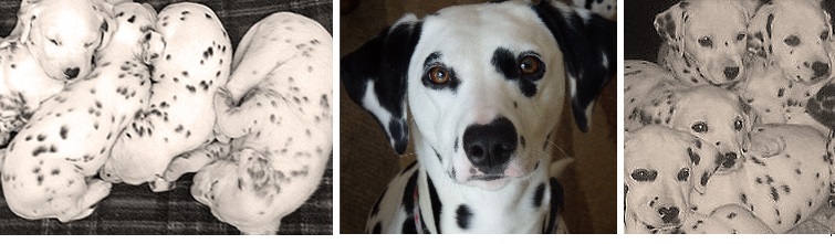 images of Shenandal Dalmatians