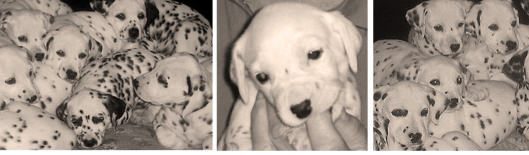 images of Shenandal Dalmatians