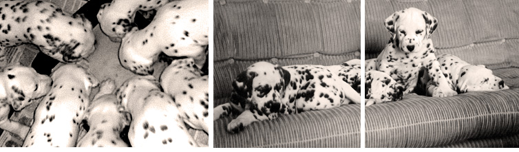 images of Shenandal Dalmatians