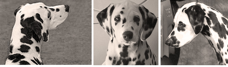images of Shenandal Dalmatians