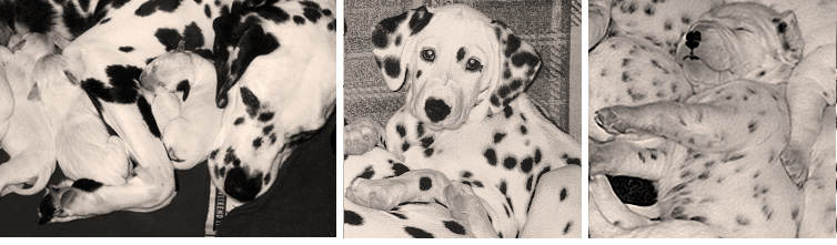images of Shenandal Dalmatians