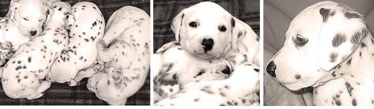 images of Shenandal Dalmatians