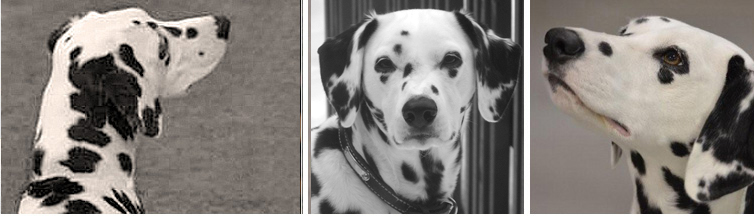 images of Shenandal Dalmatians Nicky