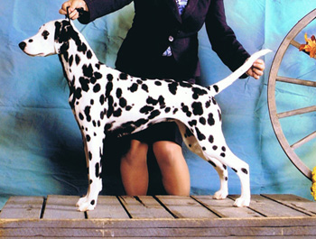 Ginny