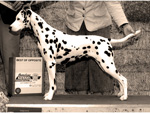 Image of Ginny