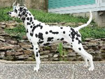 Image of Louie