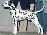 Image of Rodeo