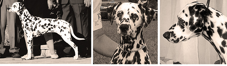 images of Shenandal Dalmatians