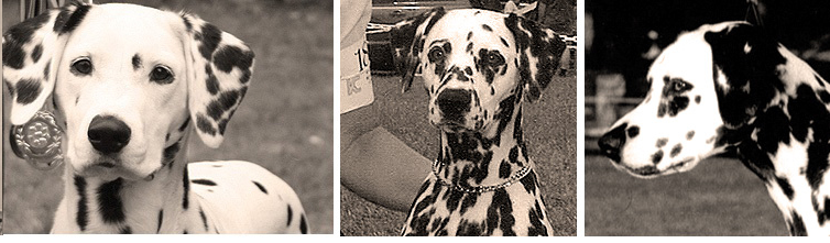 images of Shenandal Dalmatians