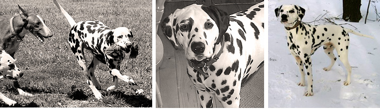 images of Shenandal Dalmatians