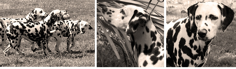 images of Shenandal Dalmatians