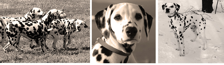images of Shenandal Dalmatians