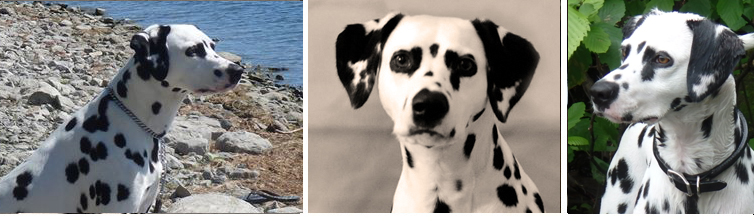 images of Shenandal Dalmatians Myley