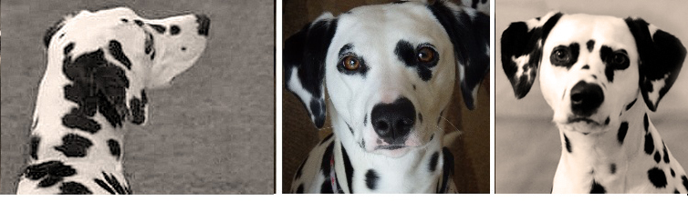 images of Shenandal Dalmatians