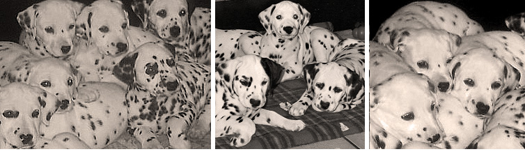 images of Shenandal Dalmatians