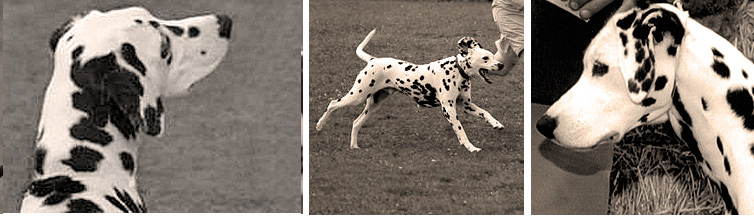 images of Shenandal Dalmatians