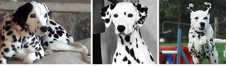 images of Shenandal Dalmatians