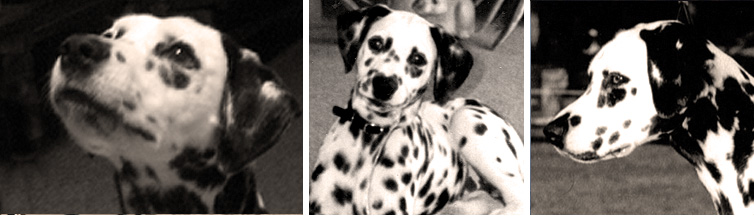 images of Shenandal Dalmatians