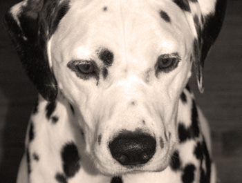 Shenandal’s Handsome Chantie