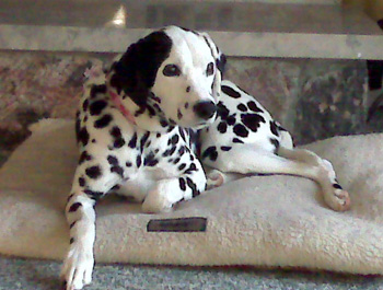 Cheyenne, from Shenandal’s Heart Litter