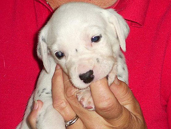 Shenandal’s Lola Spot, Lola