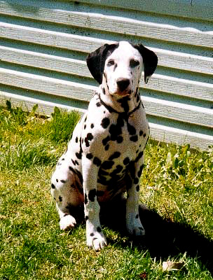 Oreo Mick, from Shenandal’s Heart Litter