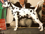 Image of Augie