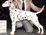 Image of Buster