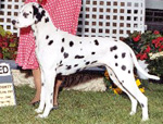 Image of Dottie