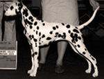 Image of Perdie